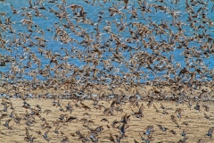 IMG_7832_edited-1