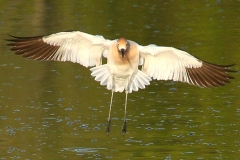 IMG_8763a1-RS-American-Avocet