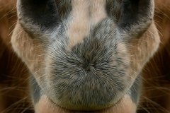 IY-IMG_1535c2-RS-HM