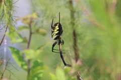 NM-IMG_0349-RS-Black-Yellow-Garden-Spider