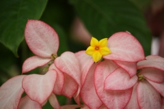 NM-IMG_3938-RS-Mussaenda-Bush-Queen-Sirikit-Variety