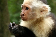 OO-IMG_5056c5-RS-98-Human-DNA