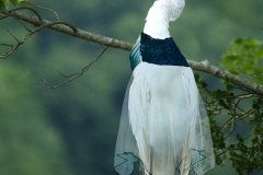 RS-Egret2c2
