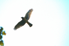 IMG_8903a