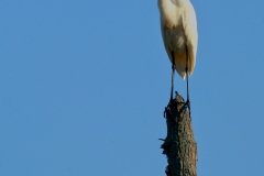 IMG_9153_5_Detail-a