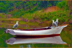 Photo-_001_Claiborne-Roost_-Photo