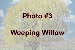 Photo-_003_Weeping-Willow_-Number
