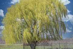 Photo-_003_Weeping-Willow_-Photo