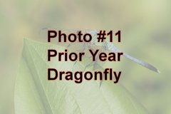Photo-_011_Prior-Year-Dragonfly_-Number