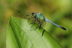 Photo-_011_Prior-Year-Dragonfly_-Photo