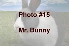 Photo-_015_Mr.-Bunny_-Number