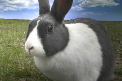 Photo-_015_Mr.-Bunny_-Photo