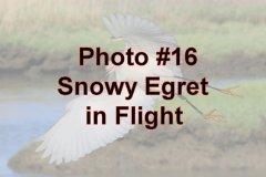Photo-_016_Snowy-Egret-in-Flight_-Number