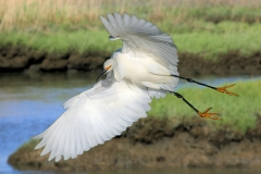 Photo-_016_Snowy-Egret-in-Flight_-Photo