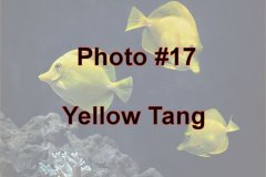 Photo-_017_Yellow-Tang_-Number