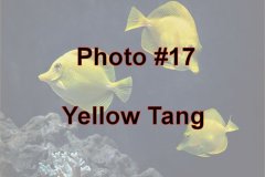 Photo-_017_Yellow-Tang_-Number