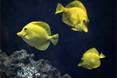 Photo-_017_Yellow-Tang_-Photo